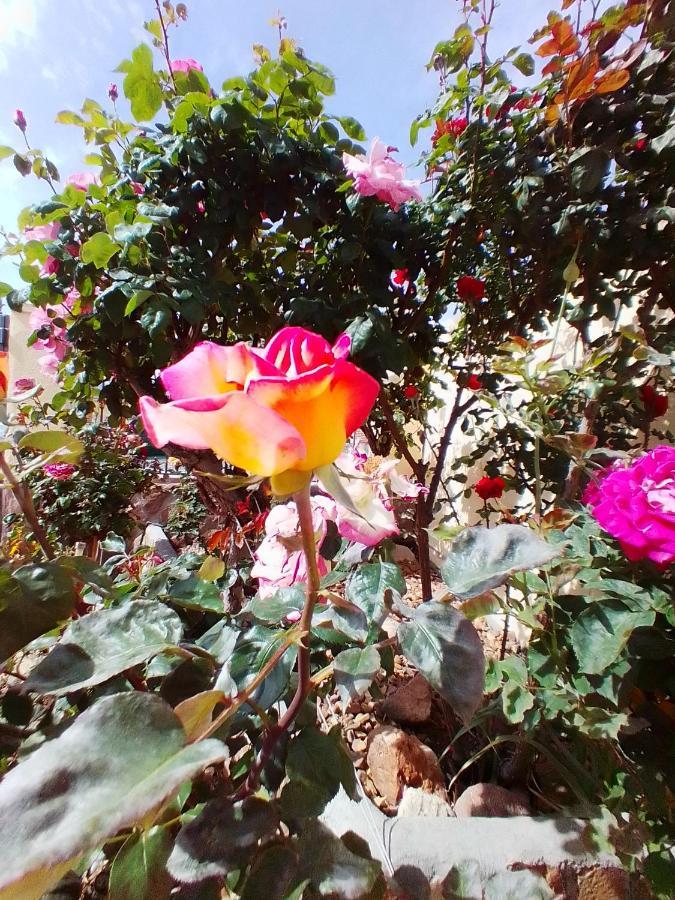 Las/Rosas Orgaz Bagian luar foto